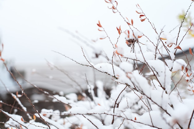 First snow on the branches with leaves.