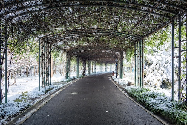 First snow in the city Snowcovered streets Autumn cityscape green leaves in the snow