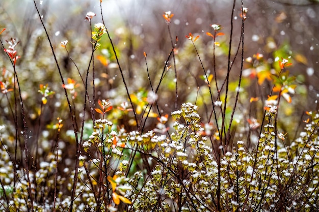 The first snow covered bushes with green and yellowed leaves