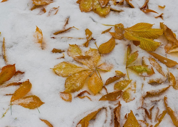 The first snow fell in the fall Snow lies on green and yellow leaves Snowfall and winter