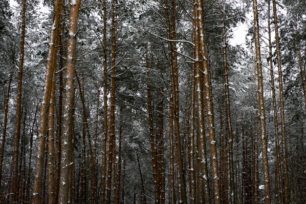 First snow fell in the pine forest