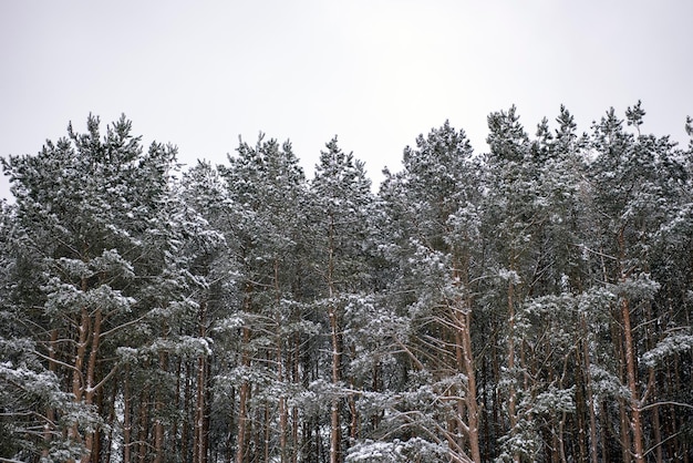 first snow fell in the pine forest.