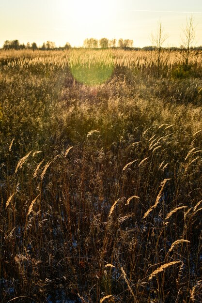 Prima neve in campo al tramonto