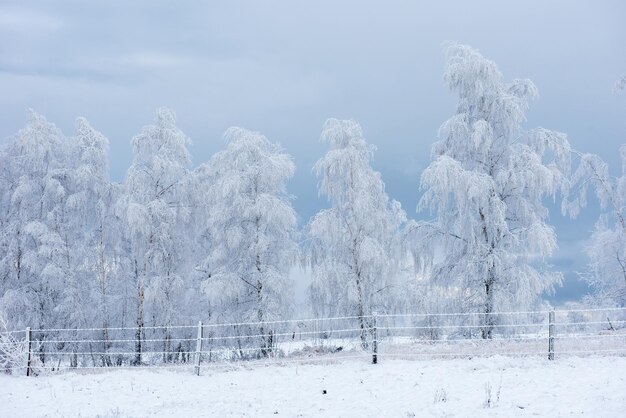 Первый снег в лесу Рим и мороз покрывают деревья и растения природы
