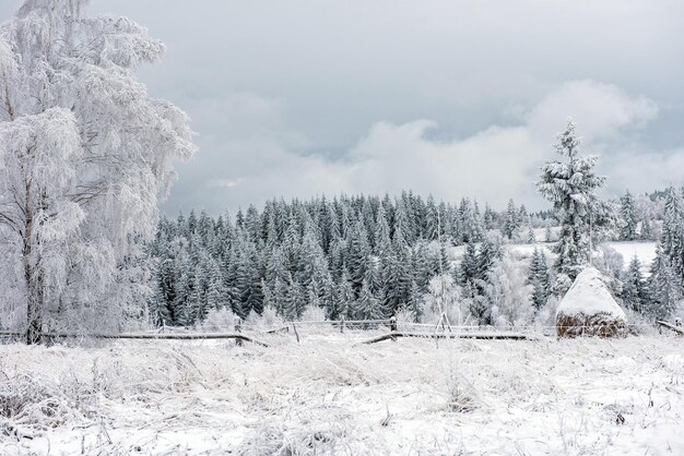 First snow in the forest Rime and hoarfrost covering nature trees and plants