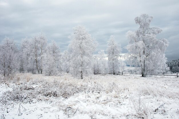 自然の木や植物を覆うライムとホアフロストの森林の最初の雪