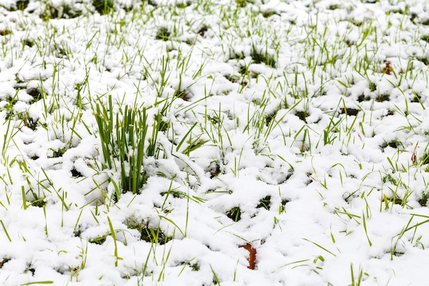 緑の芝生に秋の初雪