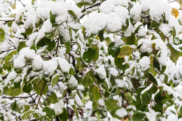 秋のリンゴの木の緑の葉に初雪