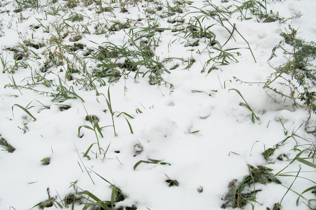 最初の雪は緑の芝生、芝生の上に横たわっていた