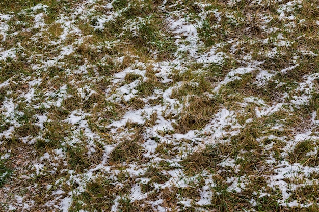 Первый снег лежит на зеленой траве и осенних листьях в перспективе