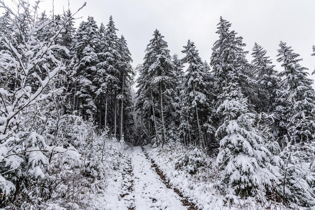 山に初雪