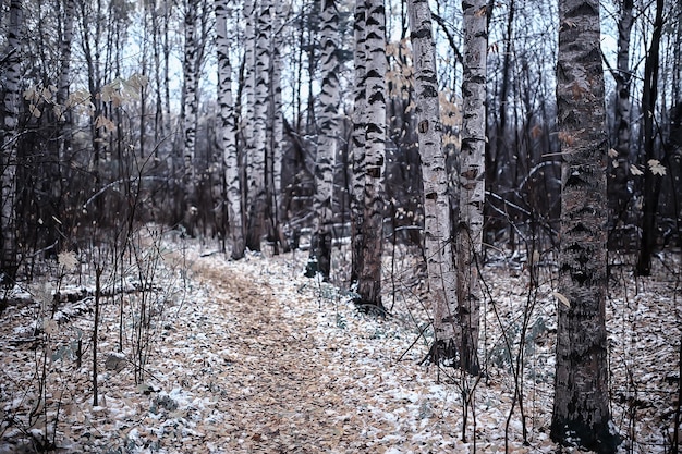 first snow in the park abstract new year view