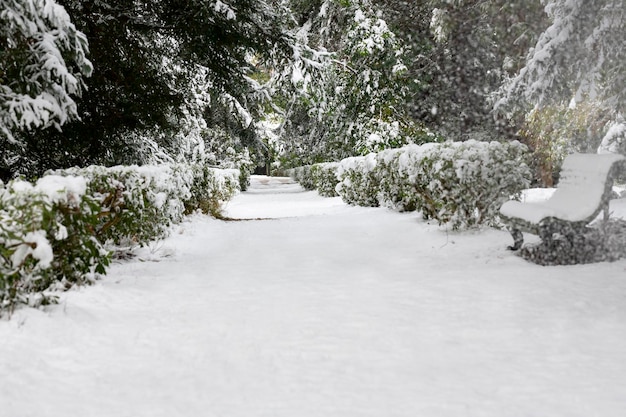 공원의 첫 눈 Snowcovered 나무 벤치와 경로