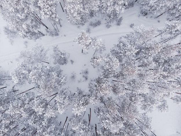 Prima neve nella foresta di abeti guida nella foresta dopo la nevicata vista aerea drone strada forestale innevata alberi di pino come sfondo paesaggio invernale dall'aria sfondo foresta naturale