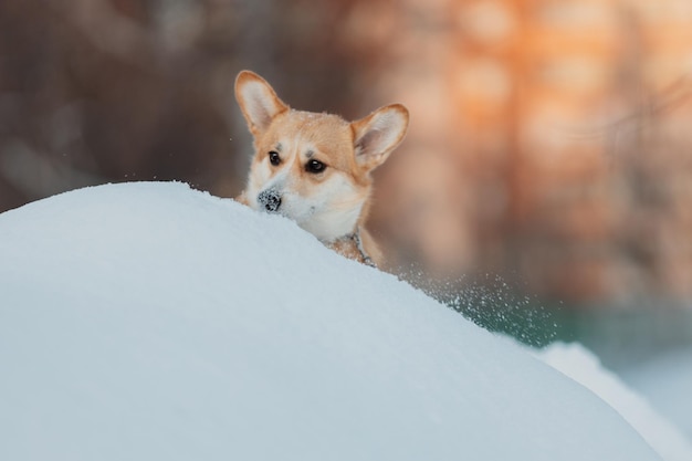 最初の雪