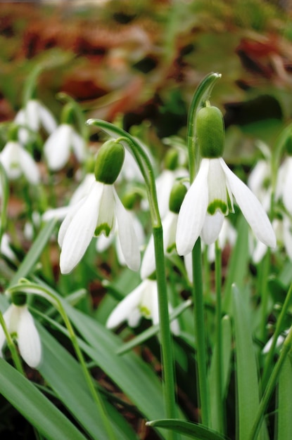 정원에서 올해의 첫 snowdrops