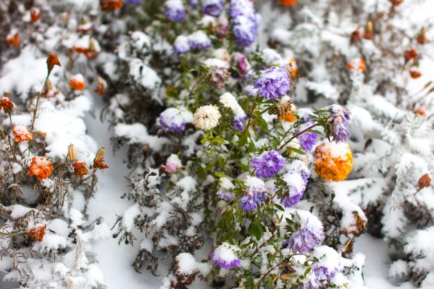 Photo the first snowfall on autumn flowers plants covered with snow