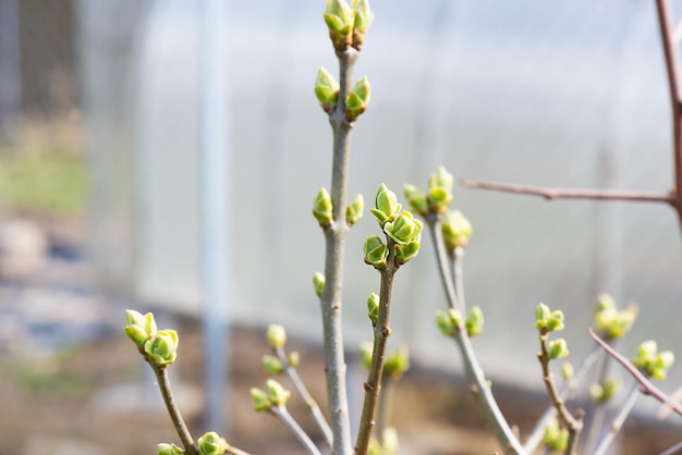 The first spring buds of shrubs in the garden against the backdrop of a greenhouse