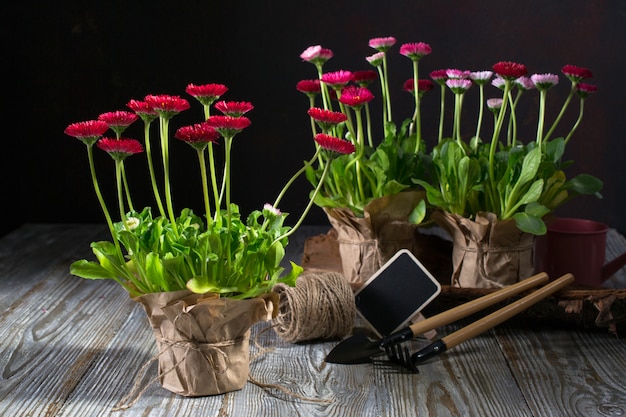 植える準備ができている最初の春の色とりどりの花。ワークスペース、春の花を植える。園芸工具、鉢植え、水まき缶、ダークテーブル