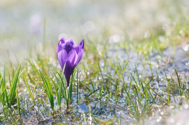 First spring crocus flower in the rays of the Sun.