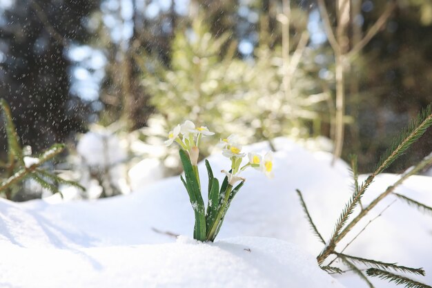 最初の春の花。森の中の雪だるま。森の中の春の晴れた日。