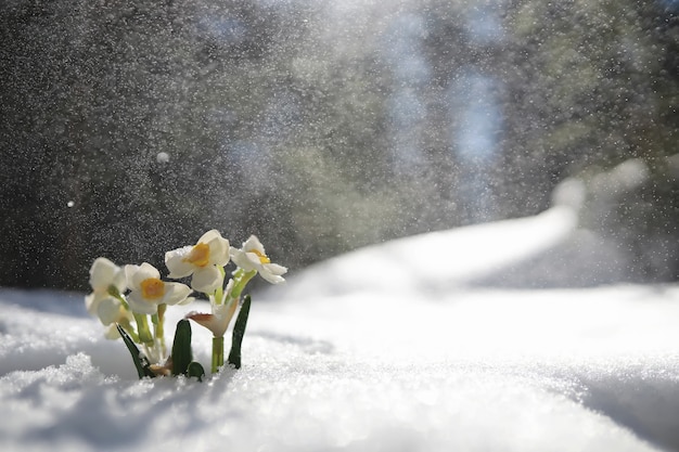 The first spring flower. Snowdrop in the forest. Spring sunny day in the forest.