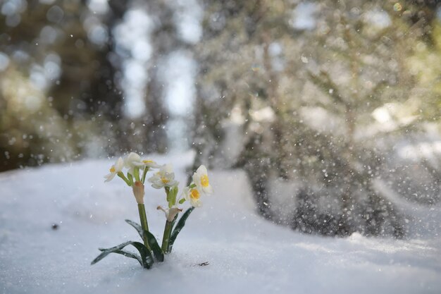 最初の春の花。森の中の雪だるま。森の中の春の晴れた日。