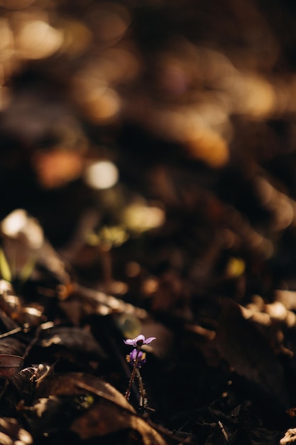 Foto il primo fiore di primavera