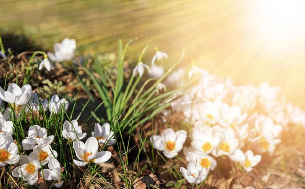 The first spring flowers are white crocuses and snowdrops on a sunny day Hello march wallpaper spring garden background greeting card