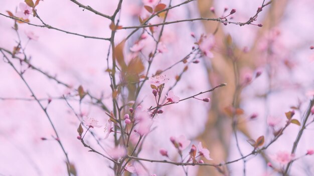 Photo first spring flowers bloom on trees plums are blooming in park floral background