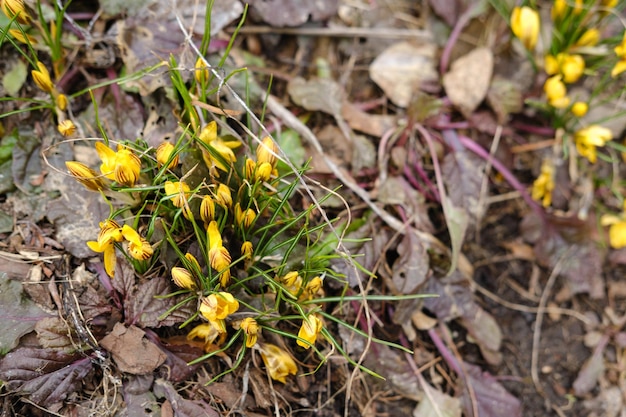 公園に咲いた最初の春の花黄色い菖蒲高品質の写真