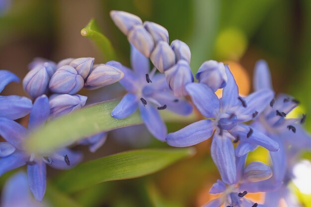 The first spring flowers the bluebell