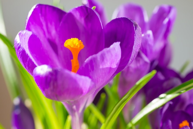 First spring flowers - bouquet of purple crocuses over soft focus background with copyspace