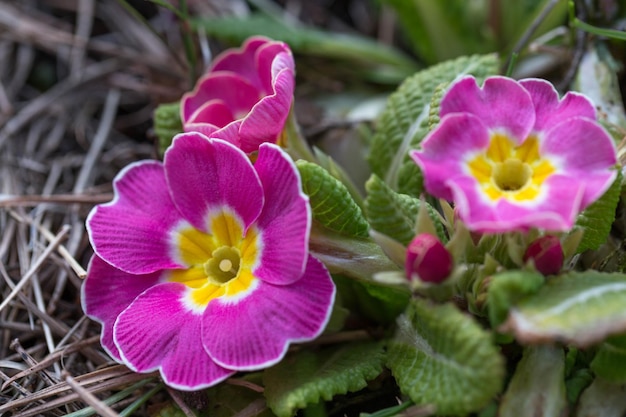 緑の背景の庭で紫色のサクラソウまたはプリムラの最初の春の花の束