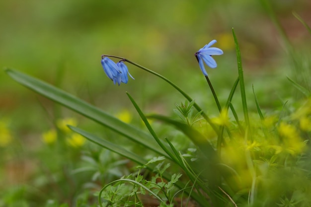 First spring flowers in the garden. Blue snowdrop blossom flowers in early spring. Scilla siberica. Spring concept