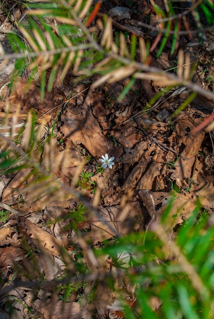 First spring flowers Lawn with snowdrops