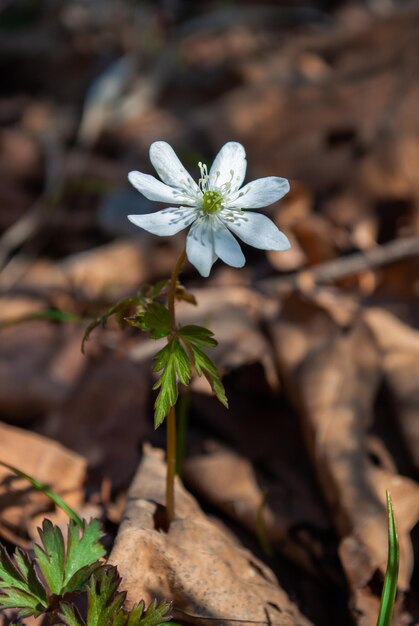 First spring flowers Lawn with snowdrops