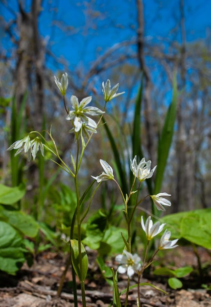 Photo first spring flowers lawn with snowdrops