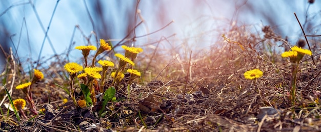 The first spring flowers of mother-and-stepmother among the dry grass in sunny weather