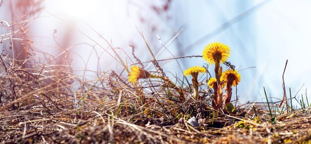 The first spring flowers of mother-and-stepmother among the dry grass in sunny weather