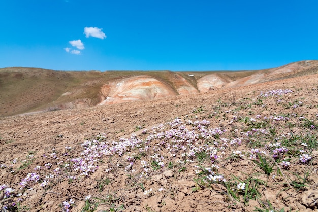 山頂の最初の春の花