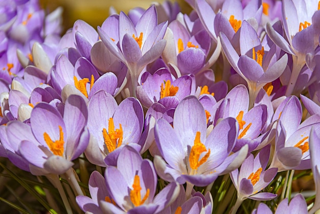 Первые весенние цветы Фиолетовые крокусы на поляне