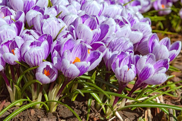 The first spring flowers Purple crocuses in a clearing