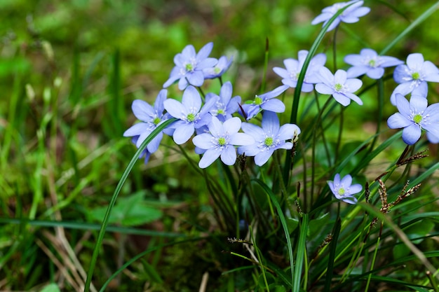 First spring flowers purple flowers growing in the forest