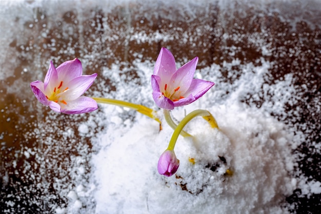 雪の植物相の最初の春の花