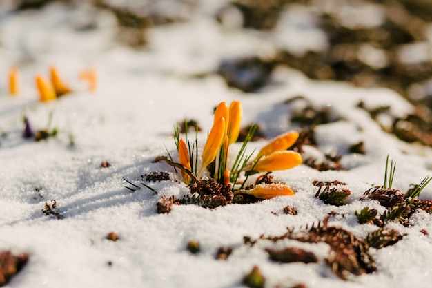 First spring flowers in snow with copy space 