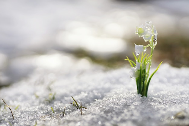 最初の春の花。森の中のスノードロップは雪の中から育ちます。春の太陽の最初の光線の下で谷の花の白いユリ。