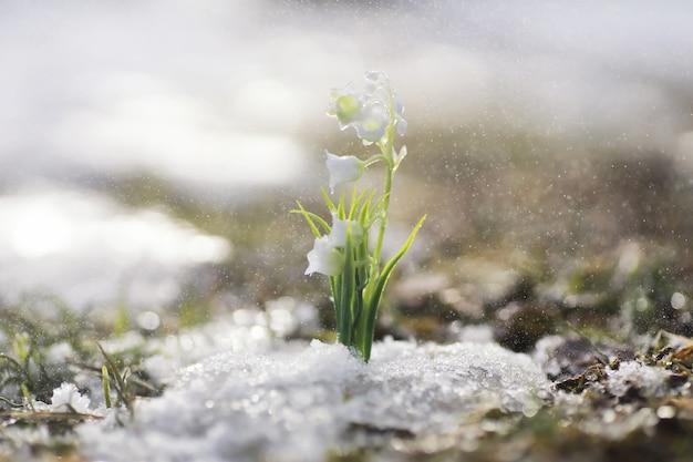 The first spring flowers. Snowdrops in the forest grow out of the snow. White lily of the valley flower under the first rays of the spring sun.