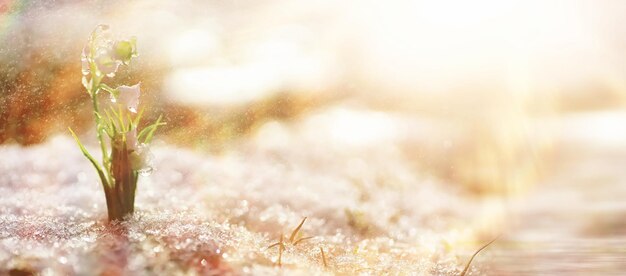 最初の春の花。森の中のスノードロップは雪から成長します。春の太陽の最初の光線の下で谷の花の白いユリ。