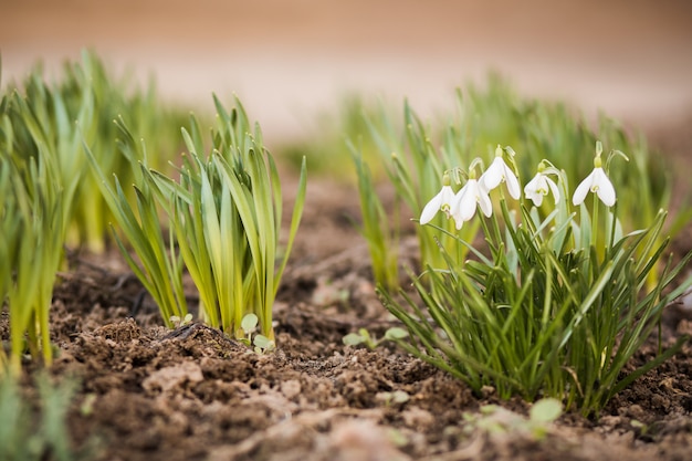 First spring flowers, snowdrops